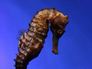 brown seahorse vector art